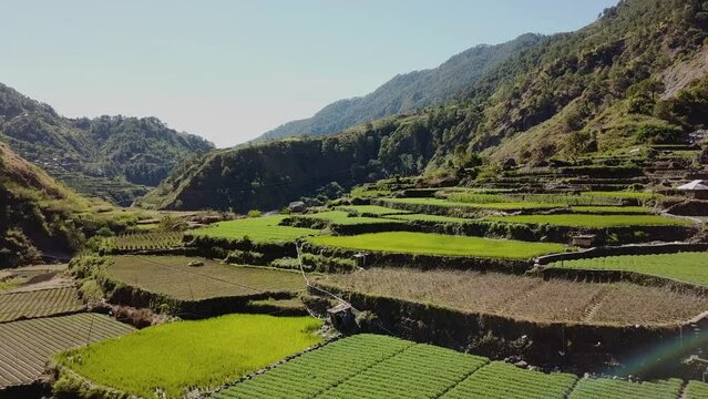 green rice vegetable paddy farms growing in mountainous valley blue sky Kabayan Benguet Philippines Ascending aerial