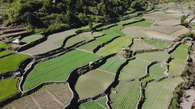 Approaching green rice vegetable paddy farms growing in mountainous valley trails through farms leading to trees forest Kabayan Benguet Philippines aerial
