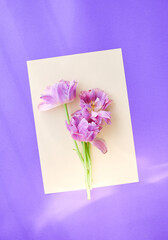 Bouquet of pink tulips on blank yellow card and violet background