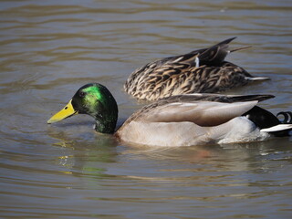 male mallard duck feeding with underwater female