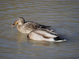 female mallard duck with underwater male