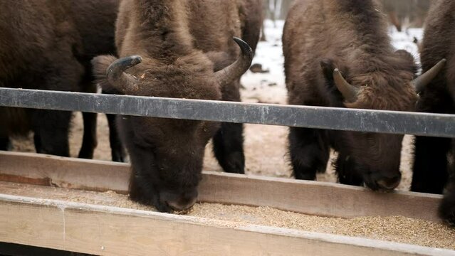Herd of horned bison eating hay from a feeder in a nature reserve. Winter forest. Close up shot.