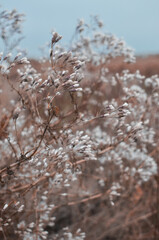 Meadow plant with fluffy seeds