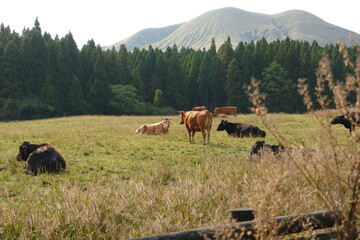 Fototapeta na wymiar Cows taking a nap