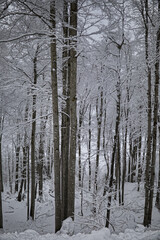 Winterwonderland Glarus