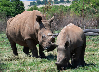 Obraz premium White rhino cow and calf, Reitvlei Nature Reserve, Gauteng.