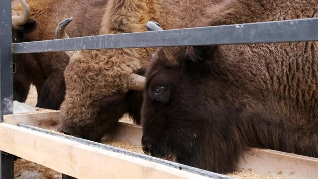 Zubr or European bison eat food from a feeder in the reserve. Winter forest. Close up shot.