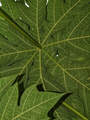 The Underside of a PawPaw or Papaya Tree Leaf.