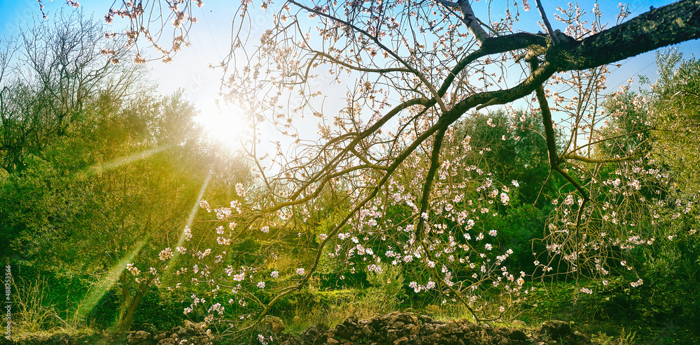 Aufkleber blooming almond tree in green thickets with rays of bright spring sun through branches in nature.