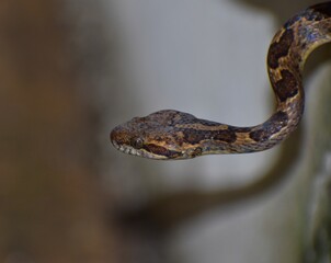 Leptodeira annulata snake also called a cat-eyed snake or false mapepire in Central Trinidad, West Indies