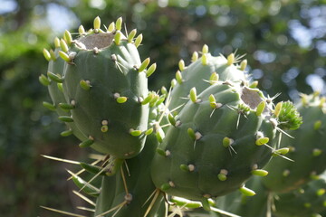 Opuntia subulata cactus
