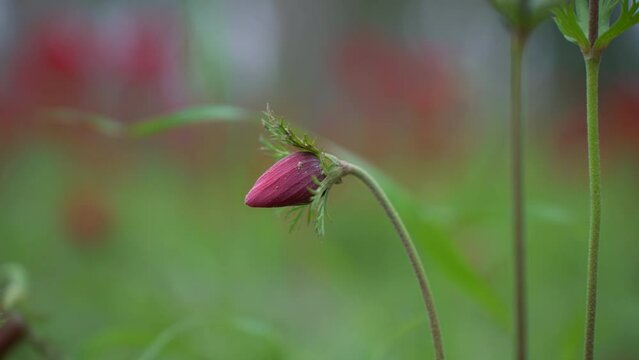 Anemone bud in the Negev desert, Israel