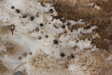 Reeds on the snowy beach in winter.