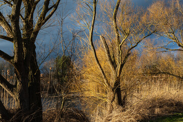 Fototapeta na wymiar Sunbeams shine on a grove of trees on a river bank.
