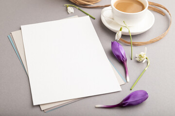 Obraz na płótnie Canvas White paper sheet card mockup with spring snowdrop crocus and galanthus flowers and cup of coffee on gray background. side view, copy space.