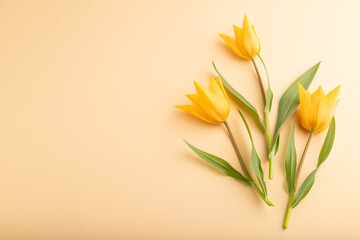 Orange tulip flowers on orange pastel background. side view, copy space.
