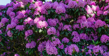 Fototapeta premium Close-up of pink purple flowers of Rhododendron 'Roseum Elegans' (hybrid catawbiense) blossom in Public landscape city park 'Krasnodar' or 'Galitsky'. Selective focus