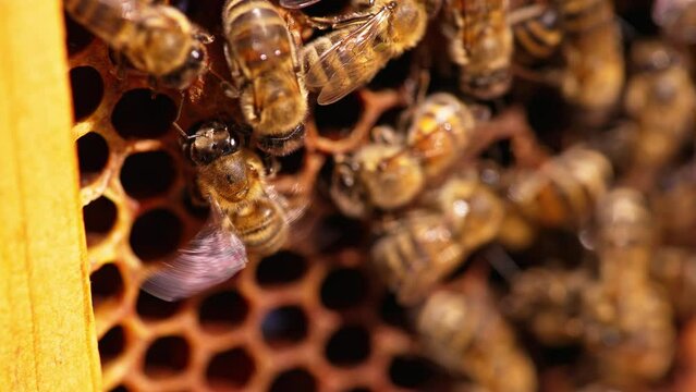 Honey insects ventilating beehive with their tiny wings. Worker bees moving from one cell to another. Busy bees close up. Blurred backdrop.
