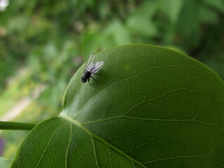 Fly on the green leaf in nature