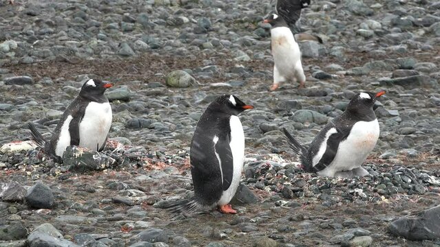 Penguins in Antarctica. Family Build Nest for Children. Couple Flapping Wings in Close-up. Antarctica Polar Winter Landscape. Behavior Of Wild Animals Adelie Penguins In Harsh Environment.