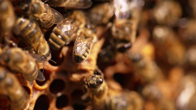 Industrious hard-working bees moving unstopping around the wax cells. Stripy honey insects close up. Blurred backdrop.