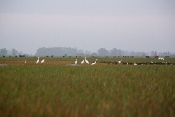 Garzas