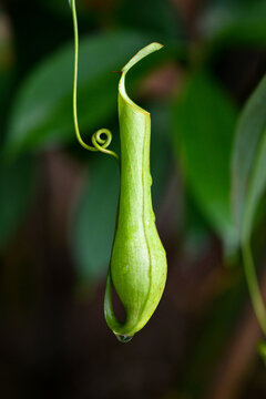 Pitcher Plant hanging in tropical rainforest
