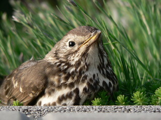 Little brown bird sitting in the grass