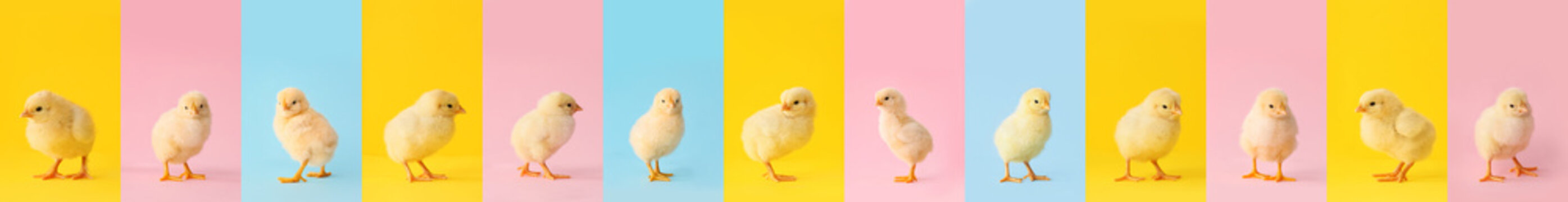 Collage with many cute chicks on colorful background