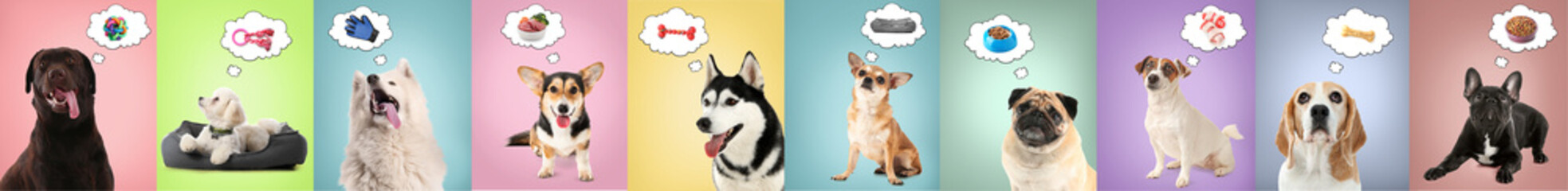 Cute dogs dreaming about pet accessories on color background