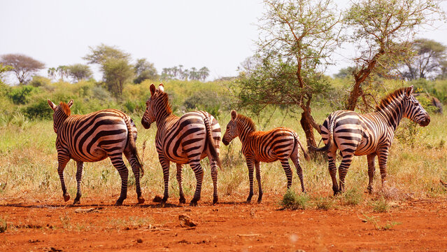 Family of rare endangered grevy zebra in Meru national park in Kenya 