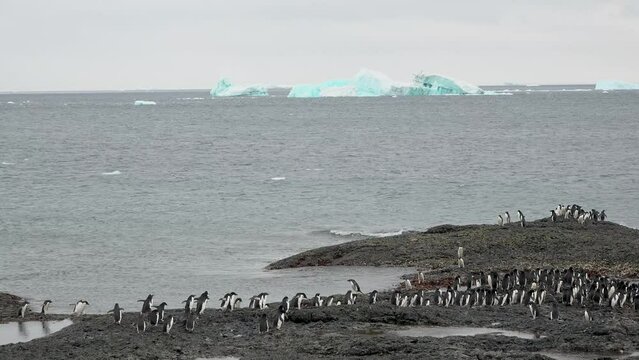 Penguins in Antarctica. Family Build Nest for Children. Couple Flapping Wings in Close-up. Antarctica Polar Winter Landscape. Behavior Of Wild Animals Adelie Penguins In Harsh Environment.