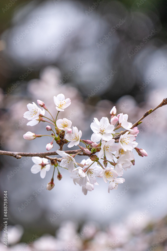 Sticker Beautiful Yoshino Sakura Cherry Blossom is blooming with sprout in Alishan National Forest Recreation Area in Taiwan.