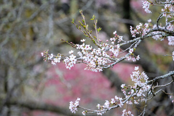 Beautiful Yoshino Sakura Cherry Blossom is blooming with sprout in Alishan National Forest Recreation Area in Taiwan.