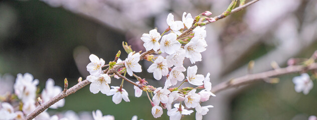 Beautiful Yoshino Sakura Cherry Blossom is blooming with sprout in Alishan National Forest Recreation Area in Taiwan.