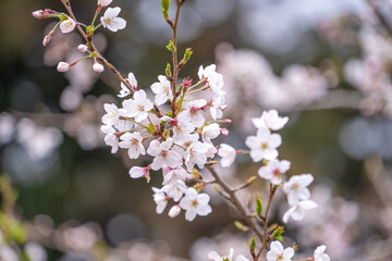 Beautiful Yoshino Sakura Cherry Blossom is blooming with sprout in Alishan National Forest Recreation Area in Taiwan.