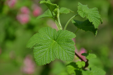   Close up photo of  green spring leaves.  Leaves of Red-Currant bush- Ribes sanguineum in spring. Close up botanical photo of plants.