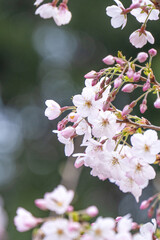 Beautiful Yoshino Sakura Cherry Blossom is blooming with sprout in Alishan National Forest Recreation Area in Taiwan.
