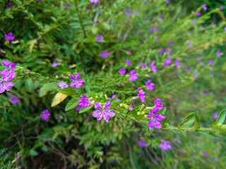 Fototapeta premium purple flowers in the garden