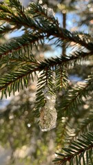 snow covered pine needles