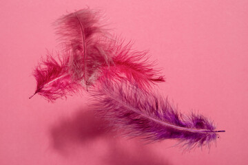 Fototapeta premium Pink and purple feathers on pink background. Beautiful greeting card. Trendy decoration element. Watercolor style card. Pastel color.