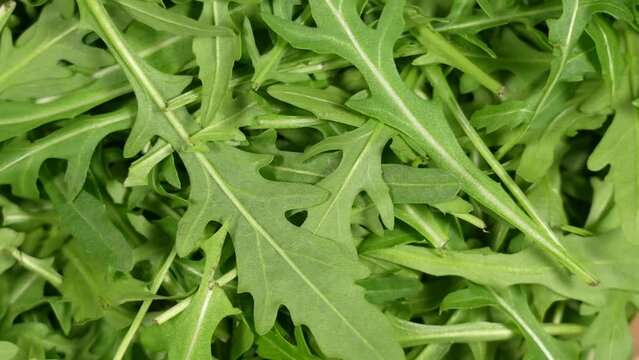 Fresh organic arugula or ruccola plants isolated. Close-up top view flatlay 4k stock video footage of fresh arugula, ruccola (rucola, rukola, eruca, roquette (rocket) salad) leaves background