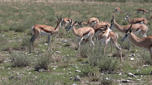 herd of springboks in the bush