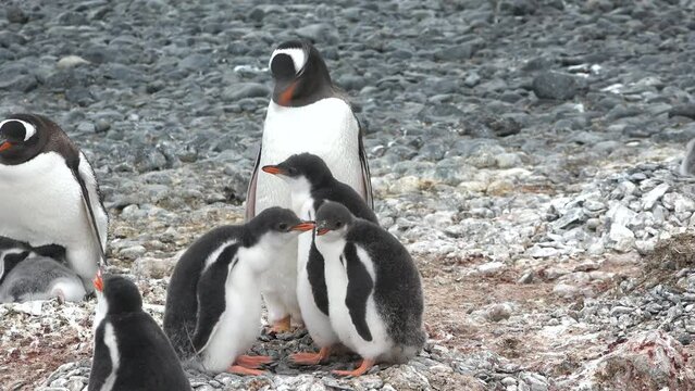 Penguins in Antarctica. Family Build Nest for Children. Couple Flapping Wings in Close-up. Antarctica Polar Winter Landscape. Behavior Of Wild Animals Adelie Penguins In Harsh Environment.