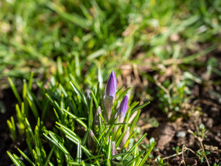 Krokusse blühen im Frühling in einer Wiese