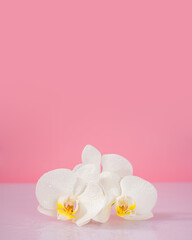 orchid flowers on a pink background, space for text, background 