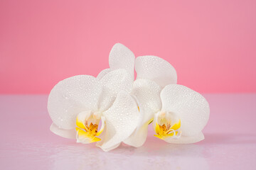 orchid flowers on a pink background, space for text, background 