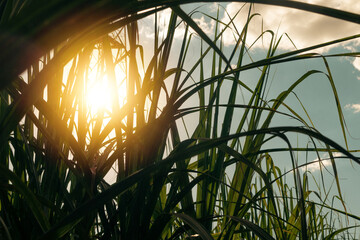 Sugarcane plantation farm with cinematic sky full of clouds and sunset. Farm field at sunny day.