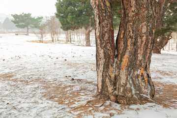 Pine tree trunk in winter park on snowy day