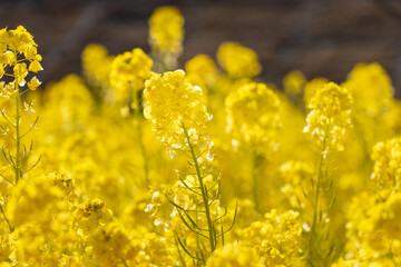 Fototapeta premium 暖かい春の日差しを浴びる黄色の菜の花